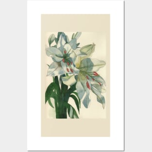 White lilies watercolour painting Posters and Art